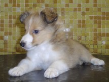 puppies