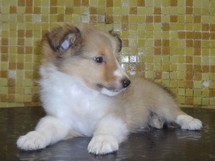 puppies