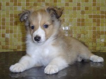 puppies