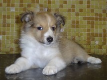 puppies