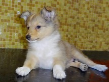 puppies