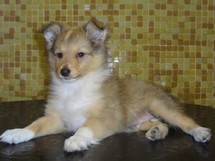 puppies