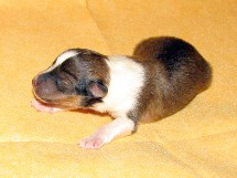 puppies