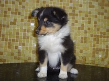puppies