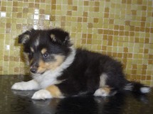 puppies