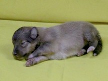 puppies