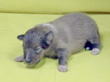 puppies