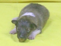 puppies
