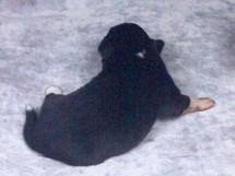 puppies