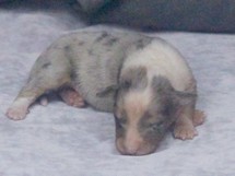 puppies