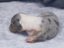 puppies