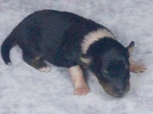 puppies