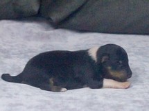 puppies