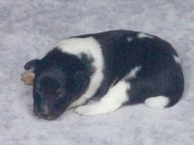 puppies