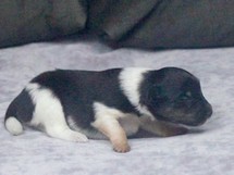 puppies