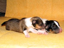 puppies