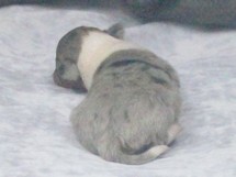 puppies