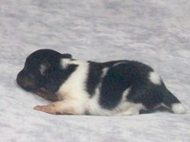 puppies