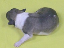 puppies