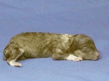 puppies
