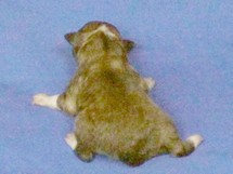 puppies