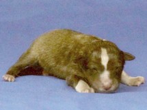 puppies