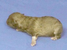 puppies