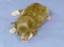 puppies
