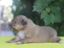 puppies