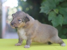 puppies