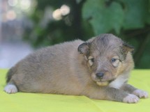 puppies