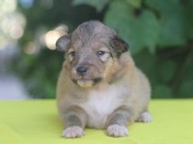 puppies