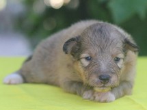 puppies