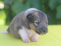 puppies