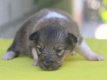 puppies