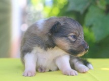 puppies