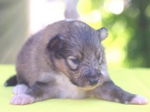 puppies