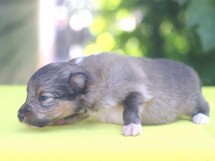 puppies