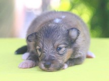 puppies