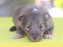 puppies