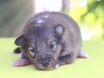 puppies