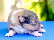 puppies