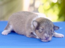 puppies
