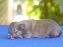 puppies