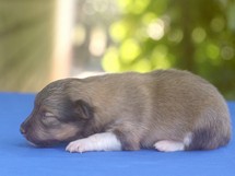 puppies