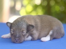 puppies
