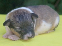 puppies
