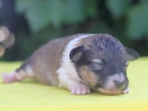 puppies