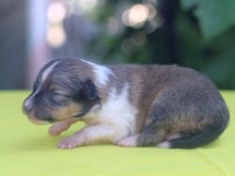 puppies