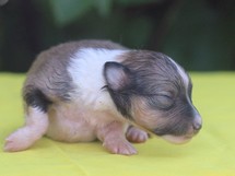 puppies